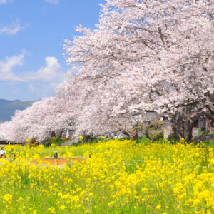 島田川の桜(光市)