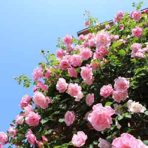 冠山総合公園の春ばら(光市)