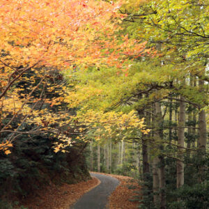 コバルトライン紅葉(光市)