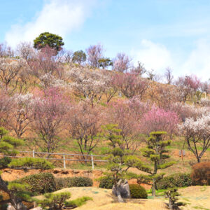 冠山総合公園の梅(光市)